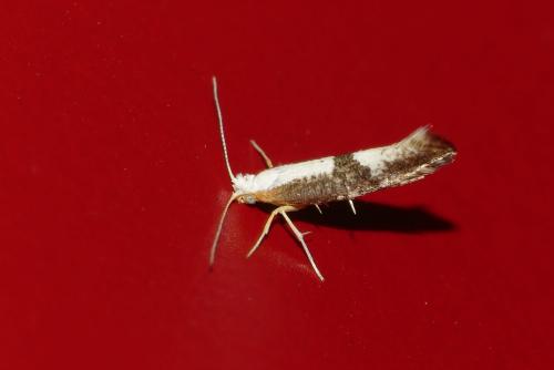 Argyresthia spinosella